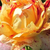 Vörös - sárga - Virágágyi grandiflora rózsa - Nimet
